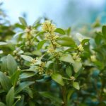 Baberboroszlan Daphne laureola
