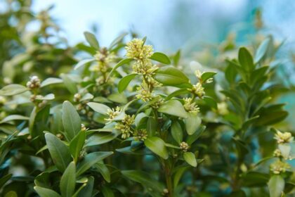 Baberboroszlan Daphne laureola