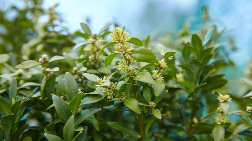 Baberboroszlan Daphne laureola