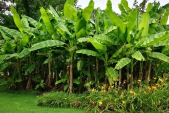 Egy buja banánfaültetvény zöld levelekkel és sárga virágokkal a talajon.