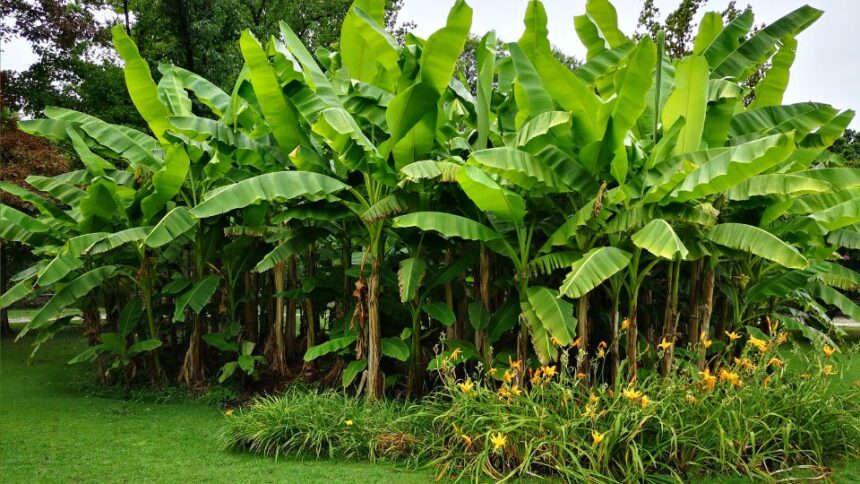 Bananfa ultetese