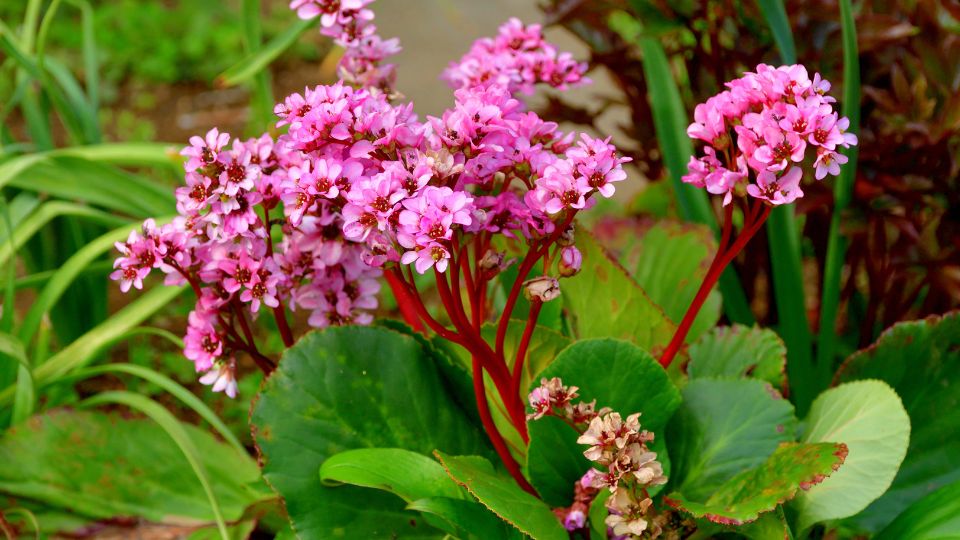 Bőrlevél (Bergenia)