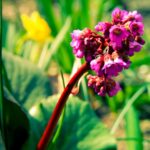 Borlevel Bergenia
