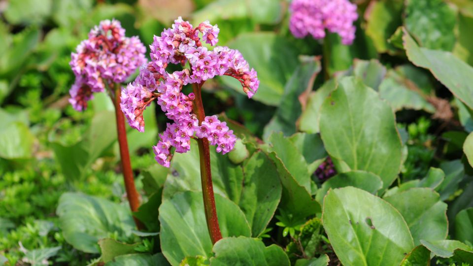 Bőrlevél (Bergenia)