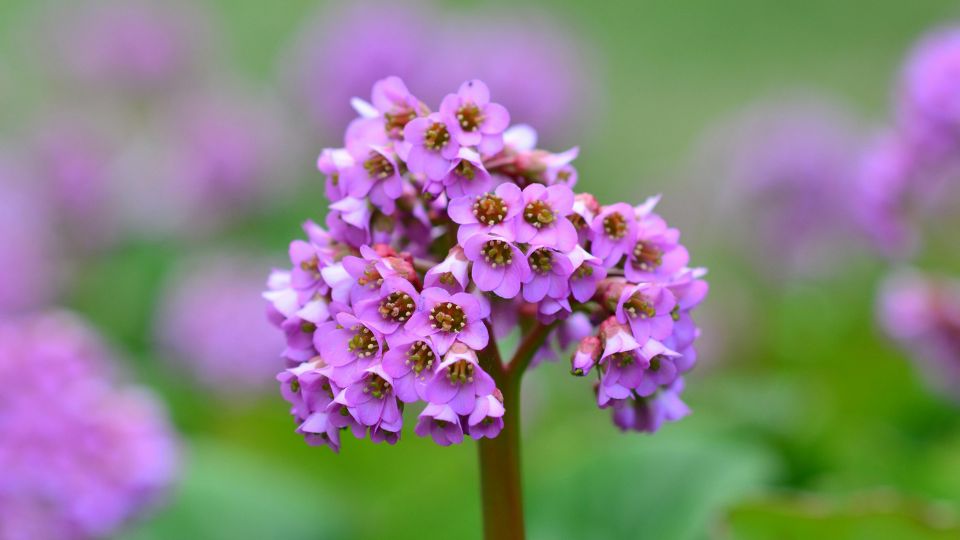 Bőrlevél (Bergenia)