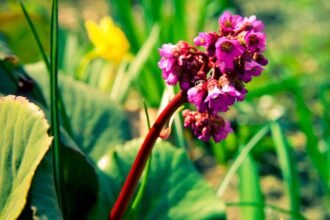 Bőrlevél (Bergenia) virágai, élénk rózsaszín árnyalatban, zöld háttérrel.