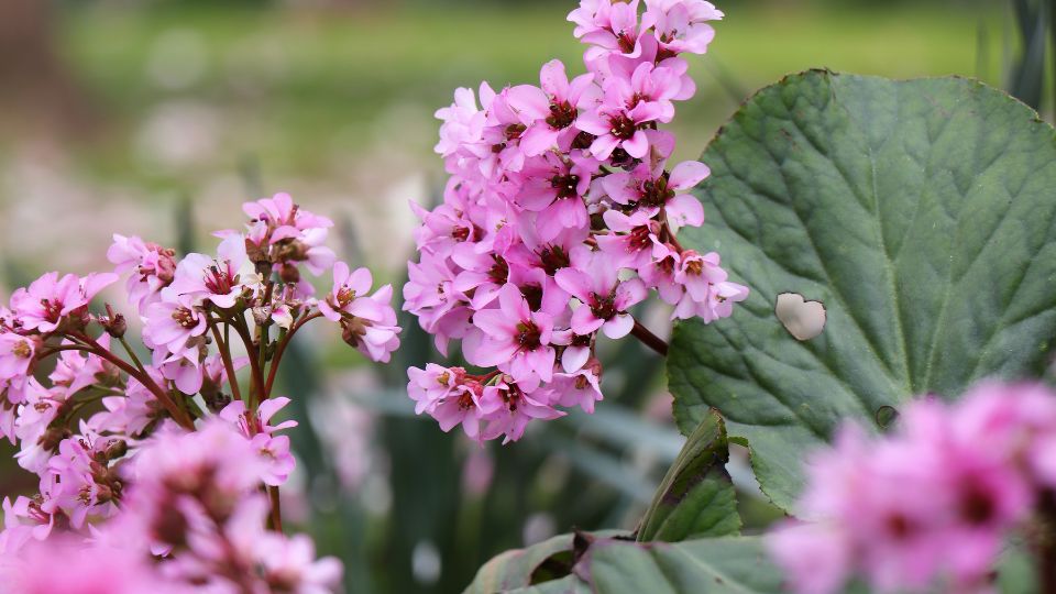 Bőrlevél (Bergenia)