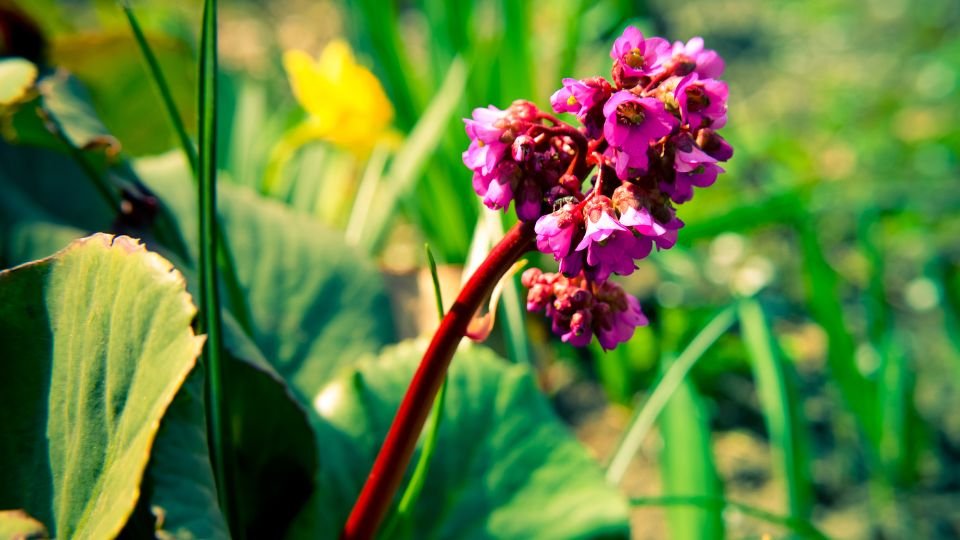 Bőrlevél (Bergenia) virágai, élénk rózsaszín árnyalatban, zöld háttérrel.
