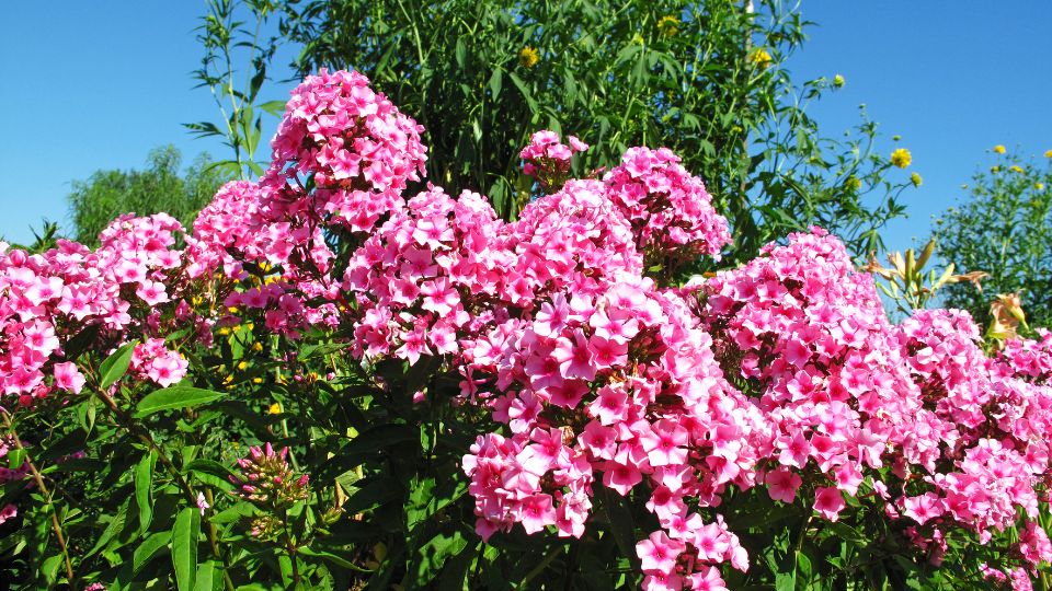 Bugás lángvirág - Phlox
