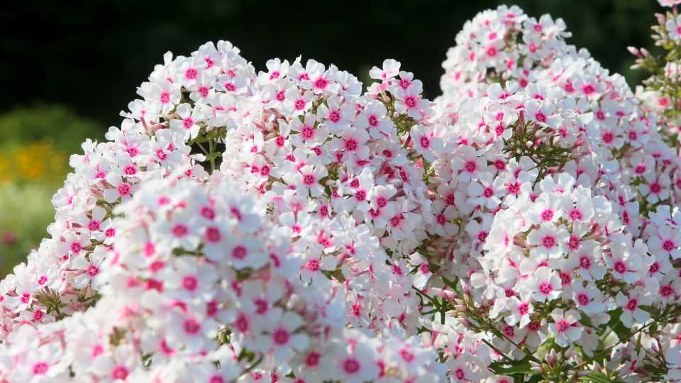 Bugás lángvirág - Phlox