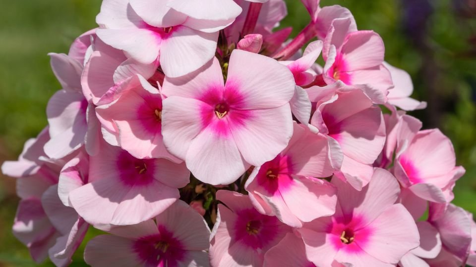 A Bugás lángvirág színes virágai, rózsaszín és fehér árnyalatokban pompáznak, gyönyörű látványt nyújtva a kertben.