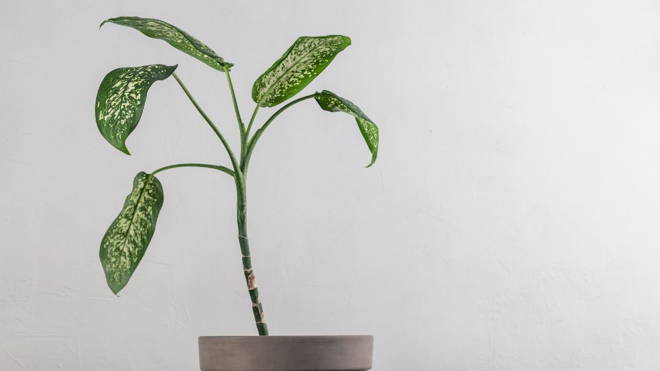 Buzogányvirág (Dieffenbachia)