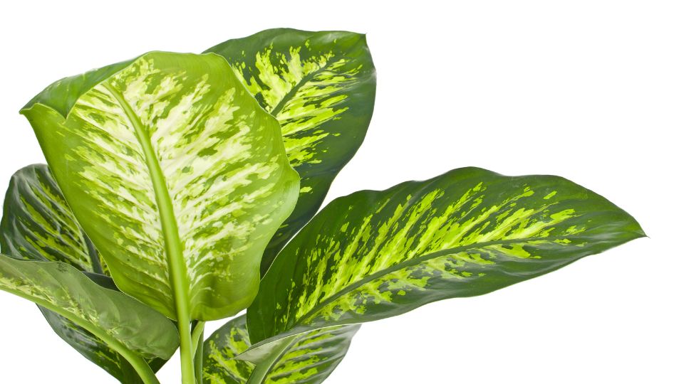 Buzogányvirág (Dieffenbachia)