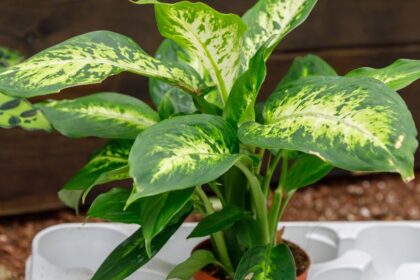 Buzoganyvirag Dieffenbachia