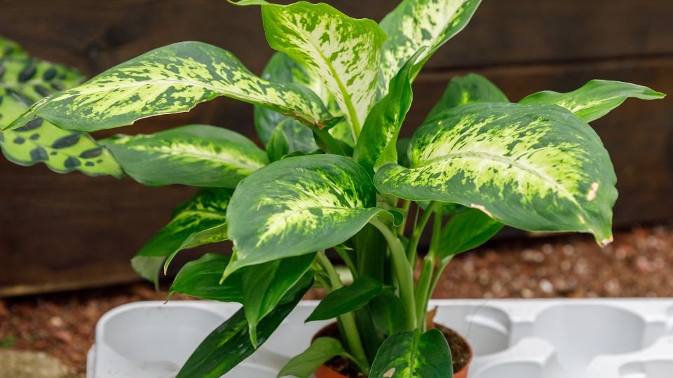 A buzorgányvirág gazdag zöld levelei lenyűgöző mintázattal díszítik a szobát, élénk színfoltot teremtve.