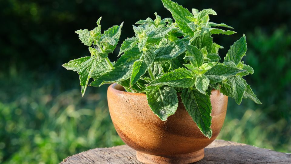 Citromfu Melissa officinalis L. Lamiaceae 2
