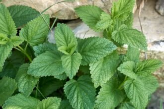 Friss citromfű levelek zöld háttér előtt, élénk színű növény.