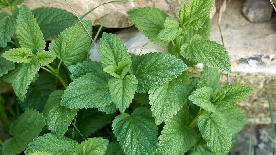 Friss citromfű levelek zöld háttér előtt, élénk színű növény.