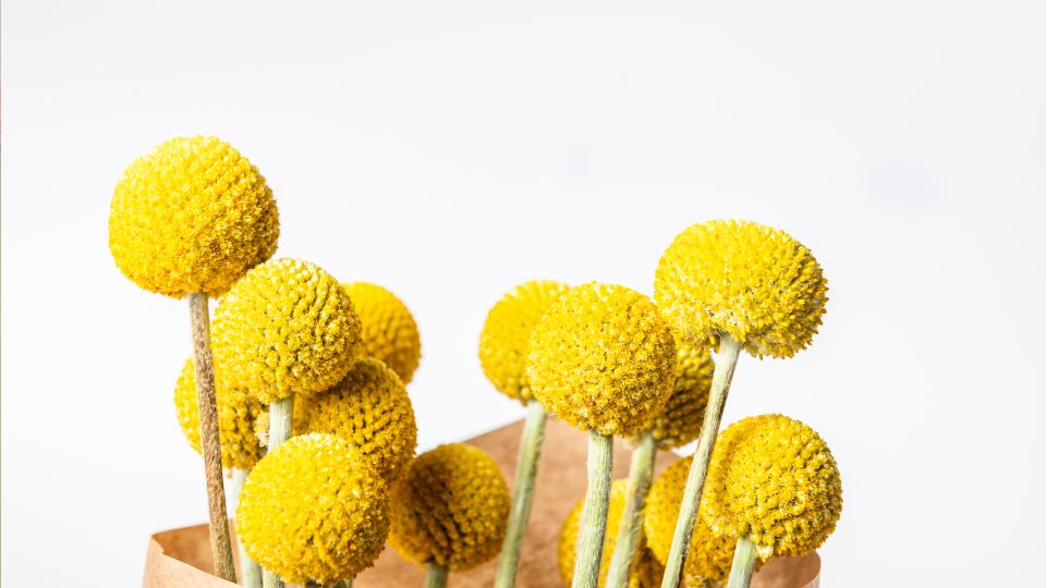Dobvero virag – Craspedia globosa 1