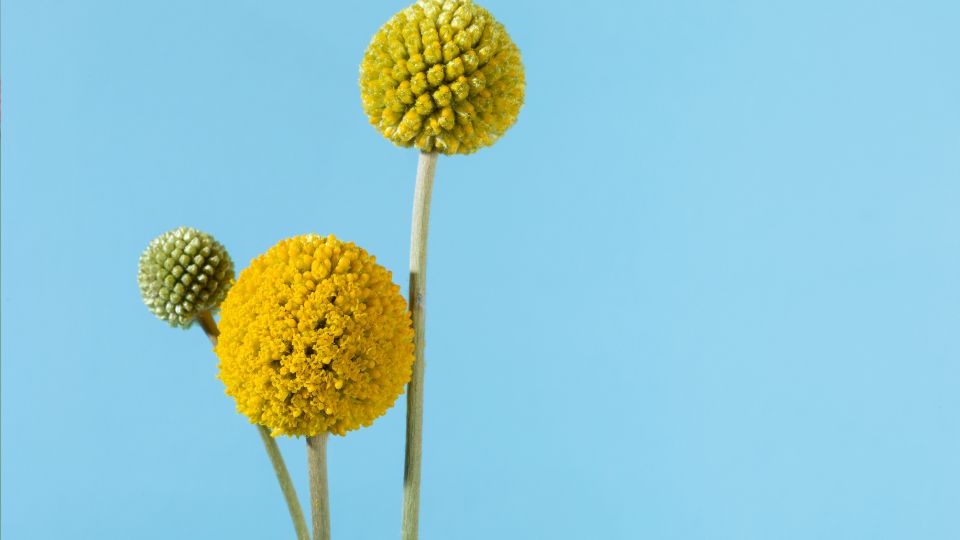 Dobvero virag – Craspedia globosa