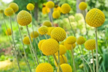Dobvero virag – Craspedia globosa 2