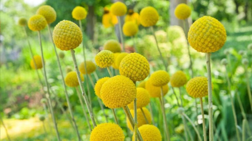 Dobvero virag – Craspedia globosa 2