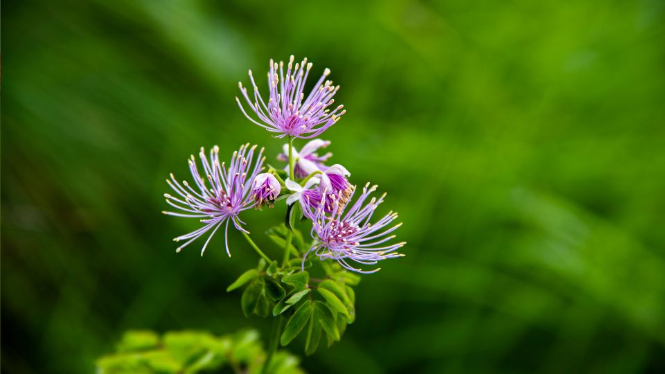 Erdei borkóró (Thalictrum aquilegiifolium)