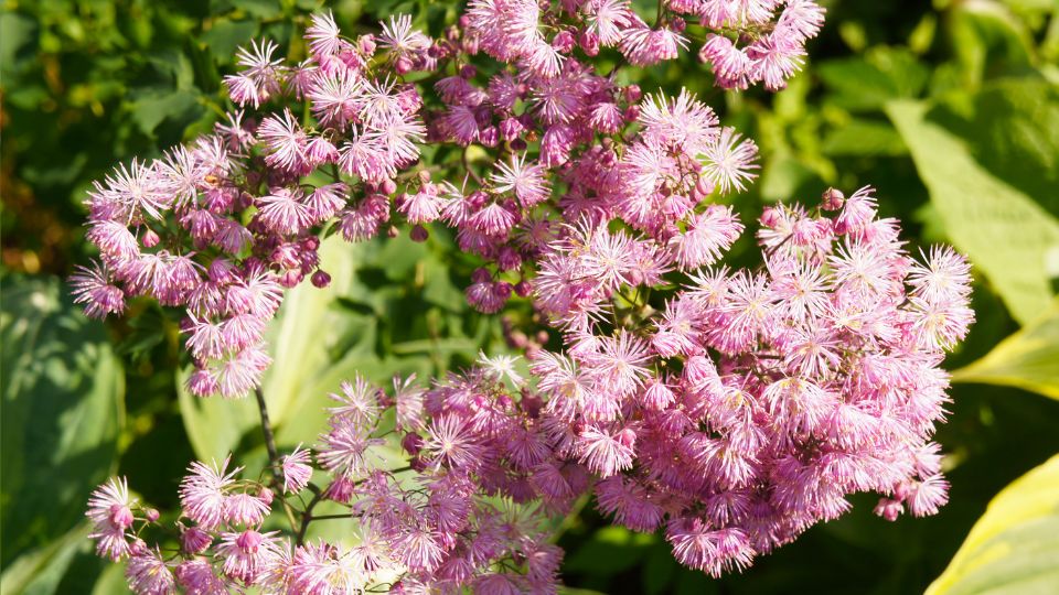 Erdei borkóró (Thalictrum aquilegiifolium)