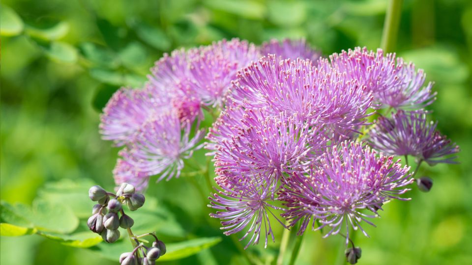 Erdei borkóró (Thalictrum aquilegiifolium)