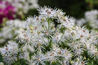 Az erdei borkóró virágai fehér színben pompáznak, finom, szálas szerkezettel. A háttérben színes virágok láthatók.