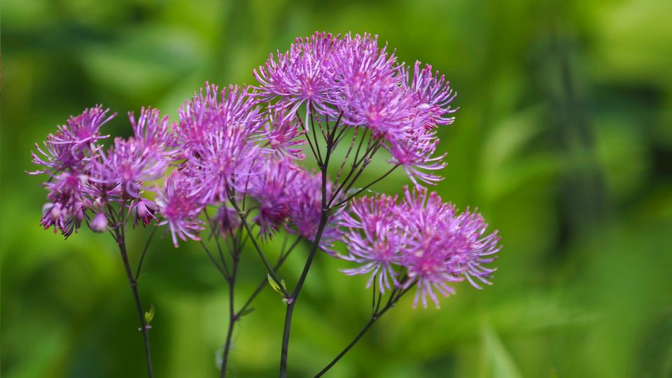 Erdei borkóró (Thalictrum aquilegiifolium)