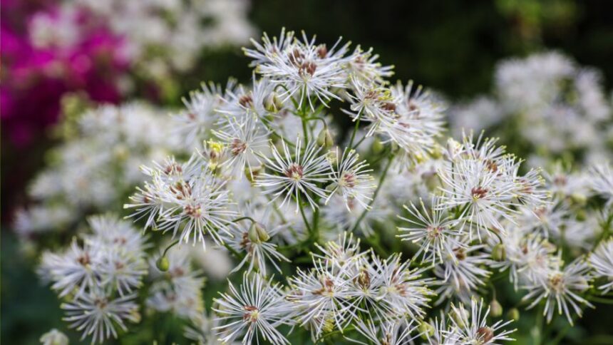 Erdei borkoro Thalictrum aquilegiifolium