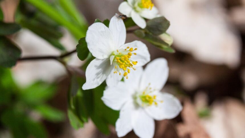 Erdei galambvirag Isopyrum thalictroides