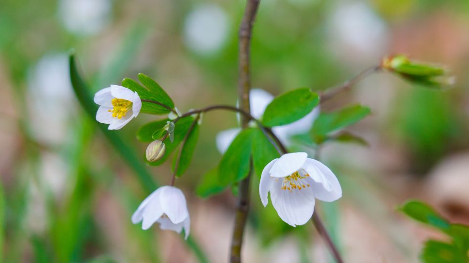 Erdei galambvirag Isopyrum thalictroides 1