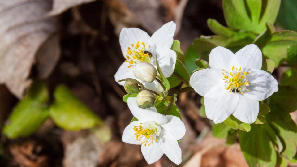 Erdei galambvirag Isopyrum thalictroides 2