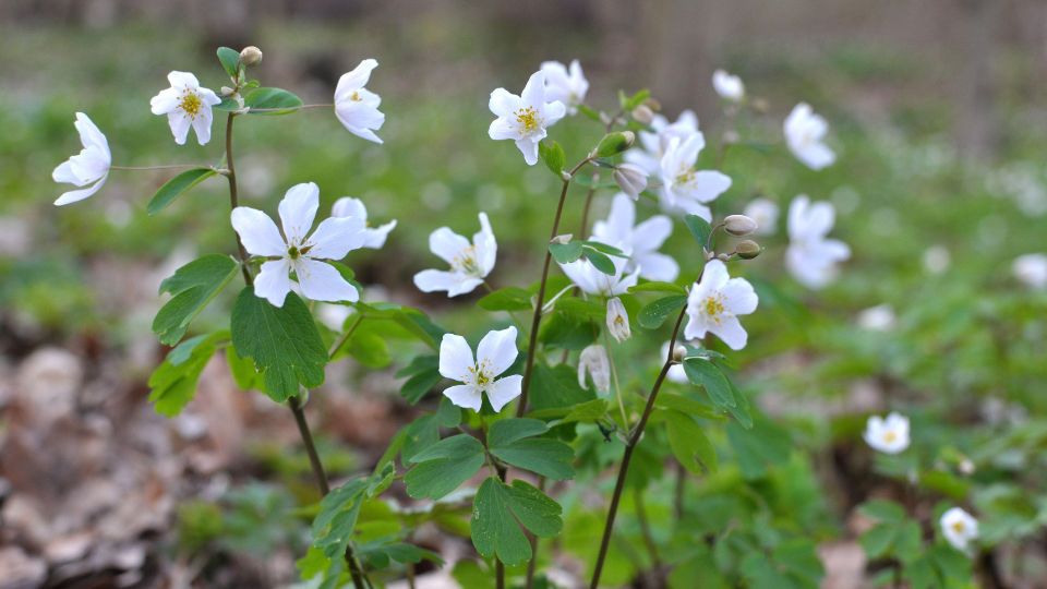 Erdei galambvirag Isopyrum thalictroides 3