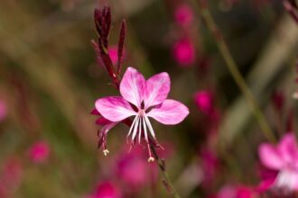 Evelo diszgyertya Gaura lindheimeri
