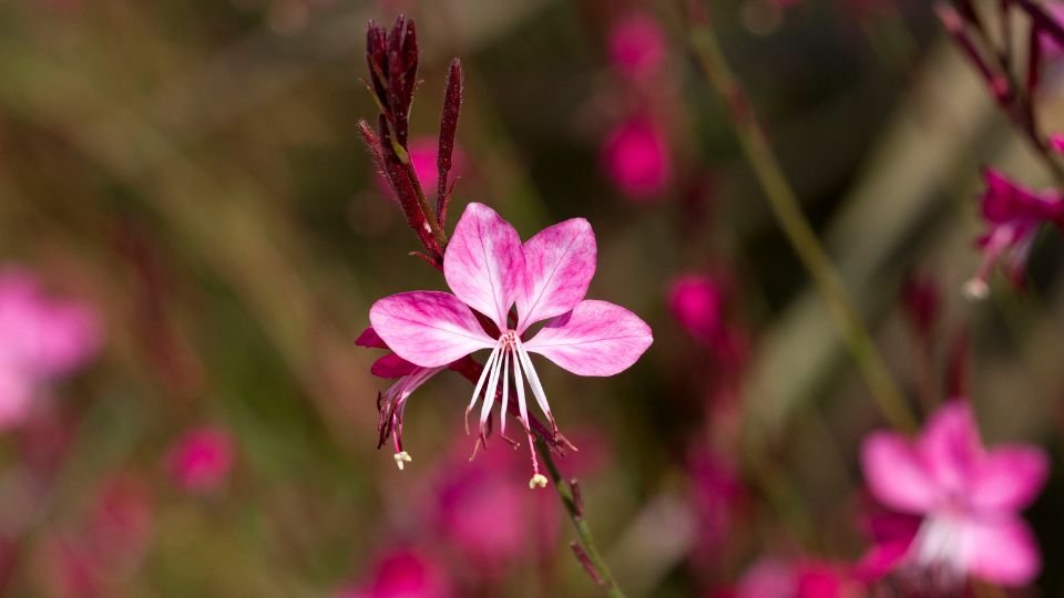 Közeli kép egy évelő díszgyertya virágáról, élénk rózsaszín szirmokkal.