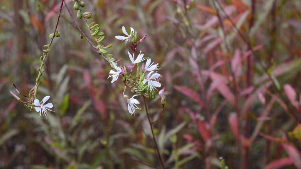 Evelo diszgyertya Gaura lindheimeri 1