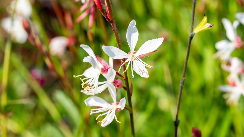 Evelo diszgyertya Gaura lindheimeri 2