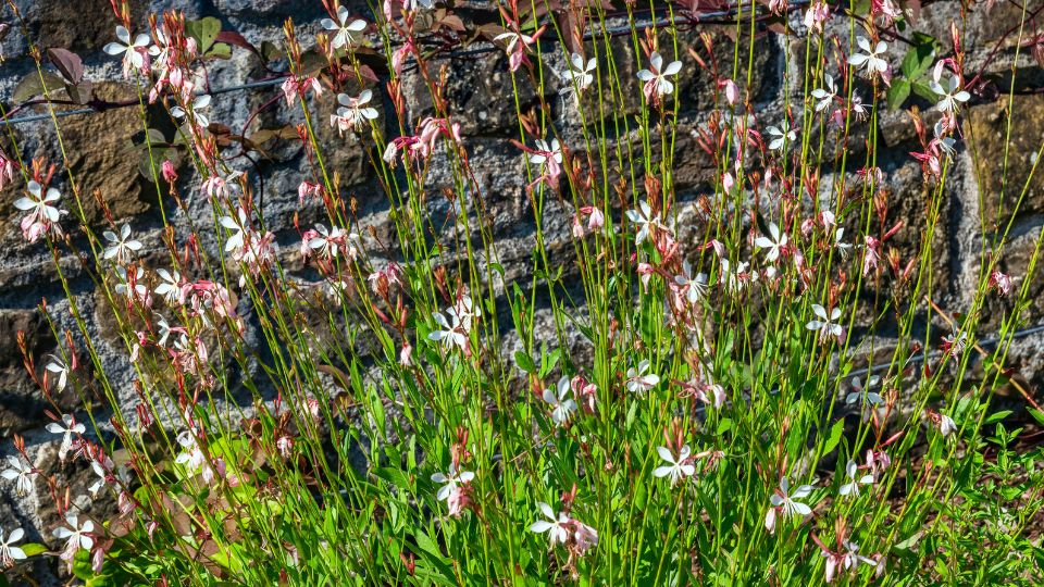 Evelo diszgyertya Gaura lindheimeri 3