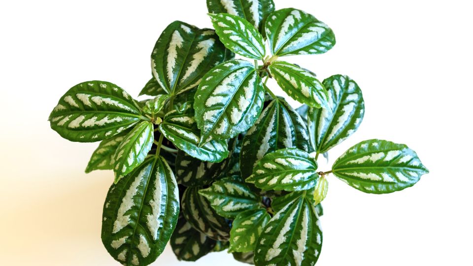 Ezüst tüzérvirág (Pilea cadierei)