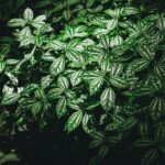 Ezust tuzervirag Pilea cadierei