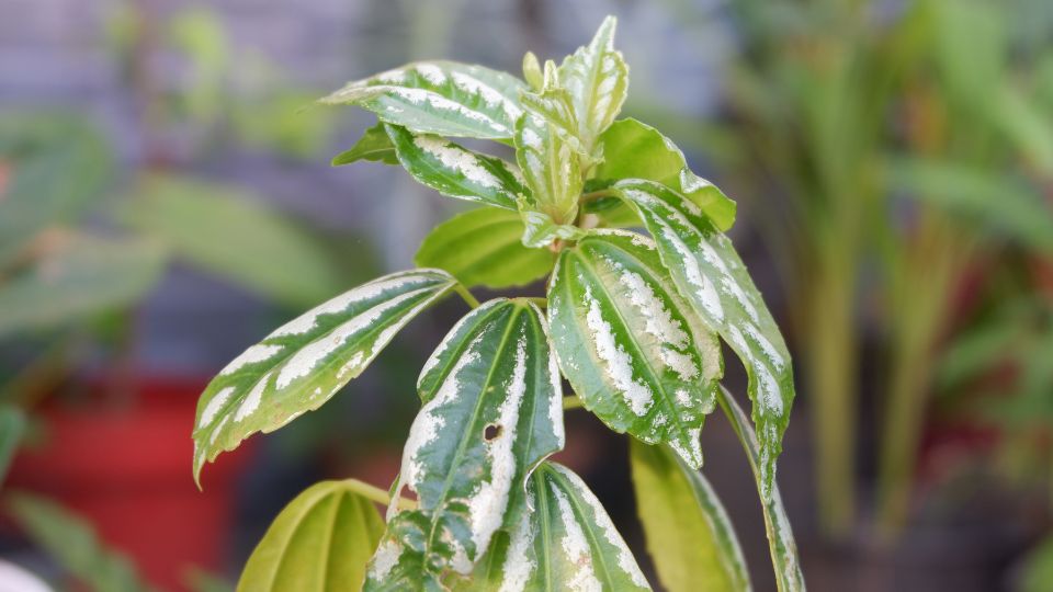 Ezüst tüzérvirág (Pilea cadierei)