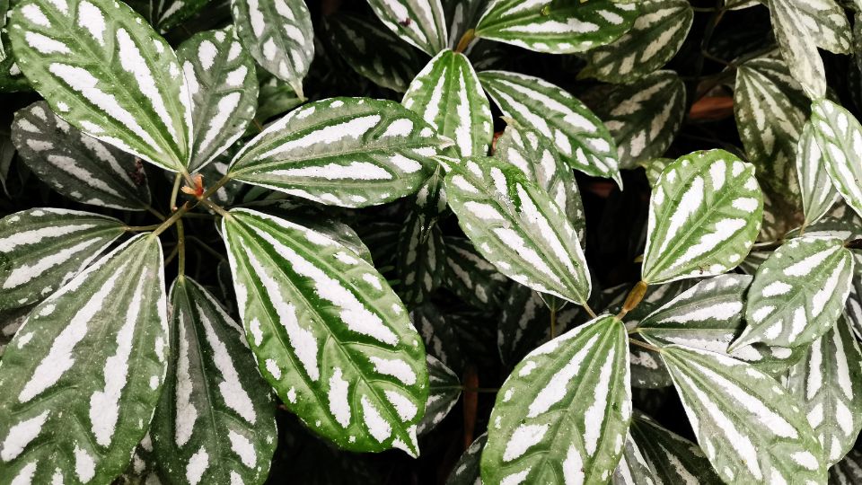 Ezüst tüzérvirág (Pilea cadierei)