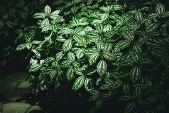 Az ezüst tüzérvirág sűrű, zöld levelei csillognak a fényben, gyönyörű kontrasztot alkotva a sötét háttérrel.