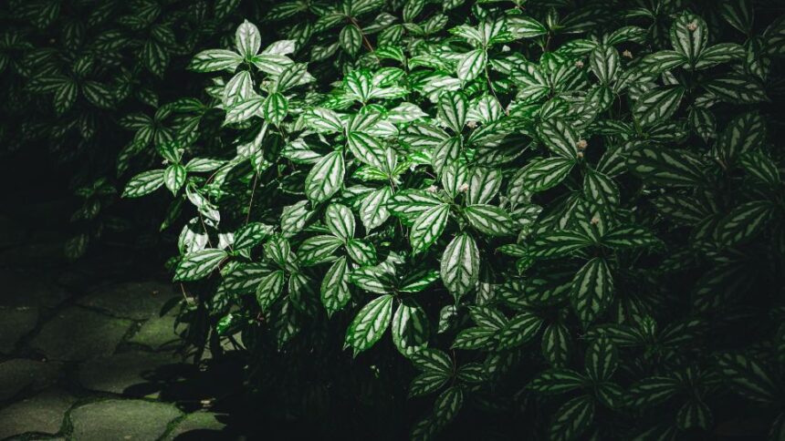 Ezust tuzervirag Pilea cadierei