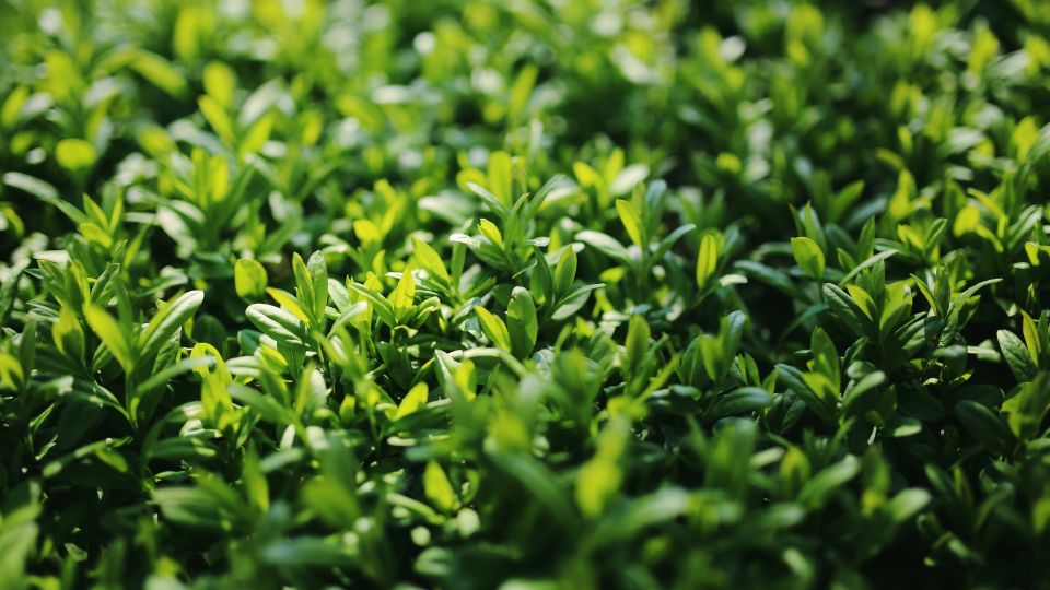 Fagyal Ligustrum vulgare 1