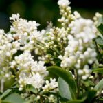Fagyal Ligustrum vulgare