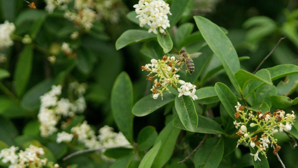 Fagyal Ligustrum vulgare 2